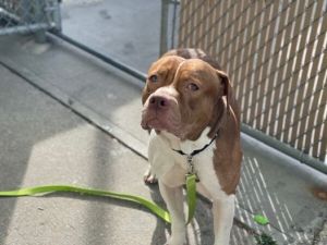 Clifford was a stray found roaming the streets of Brooklyn He was brought to the New York Animal Ca