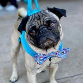 Comet, an adoptable Pug in Alvin, TX, 77512 | Photo Image 1