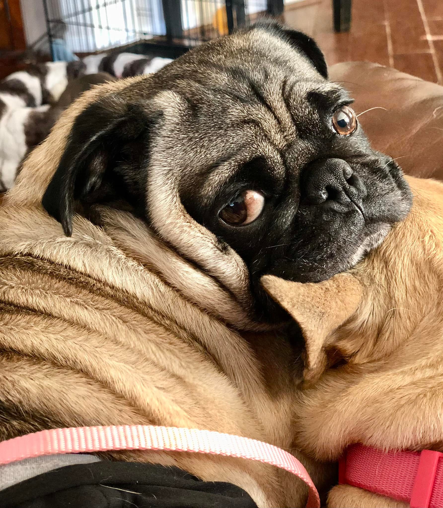 Comet, an adoptable Pug in Alvin, TX, 77512 | Photo Image 2