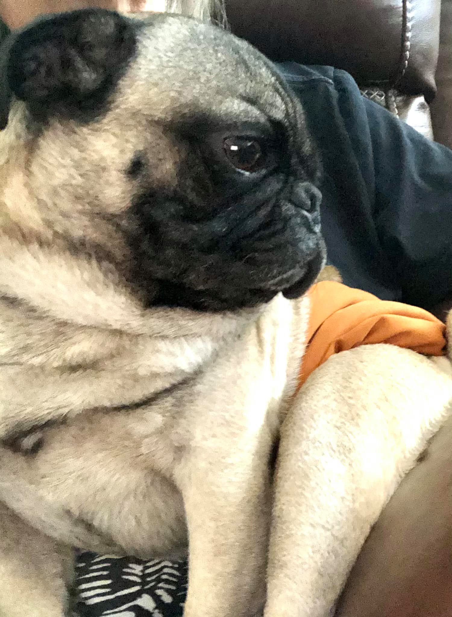 Comet, an adoptable Pug in Alvin, TX, 77512 | Photo Image 5