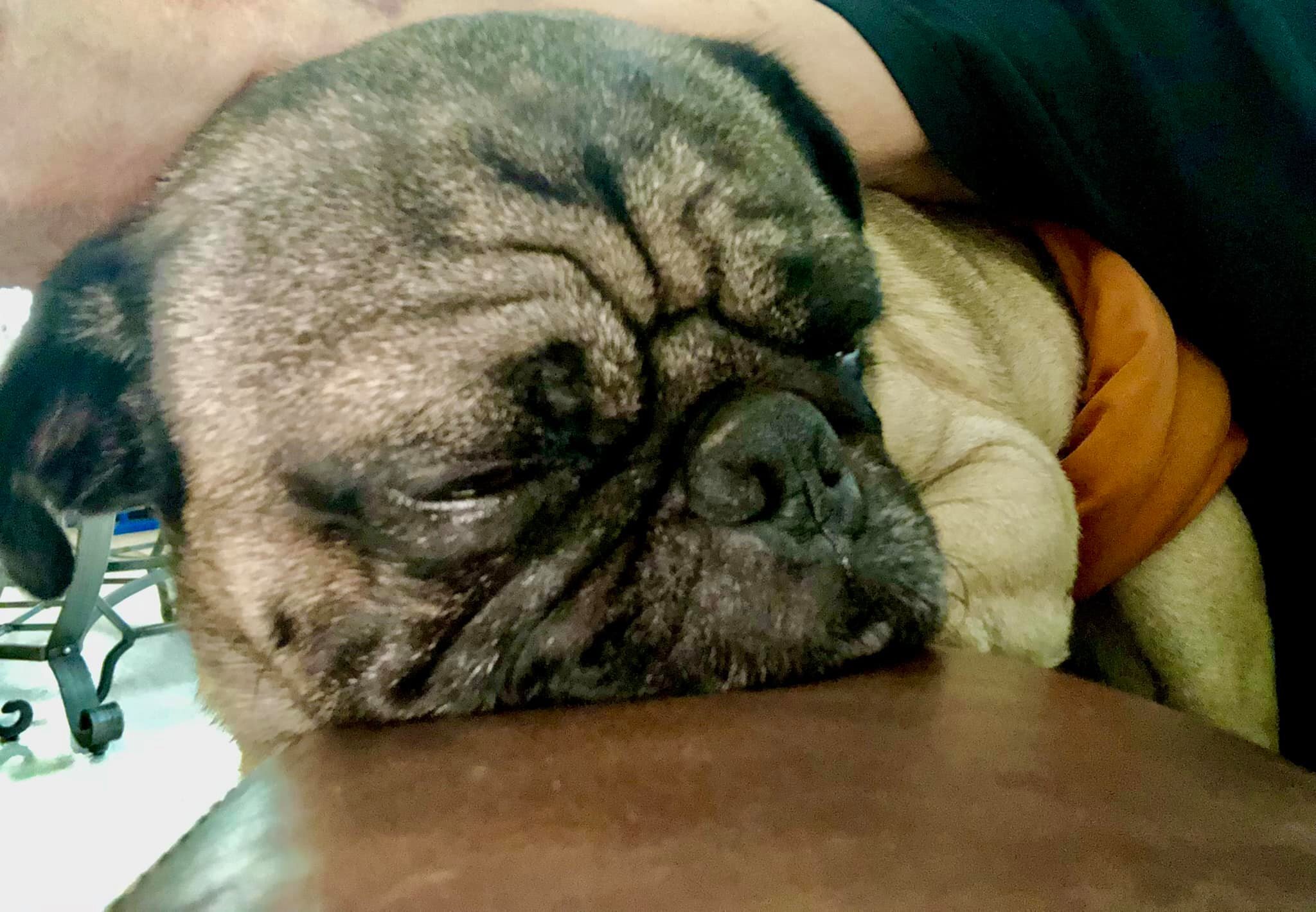 Comet, an adoptable Pug in Alvin, TX, 77512 | Photo Image 6