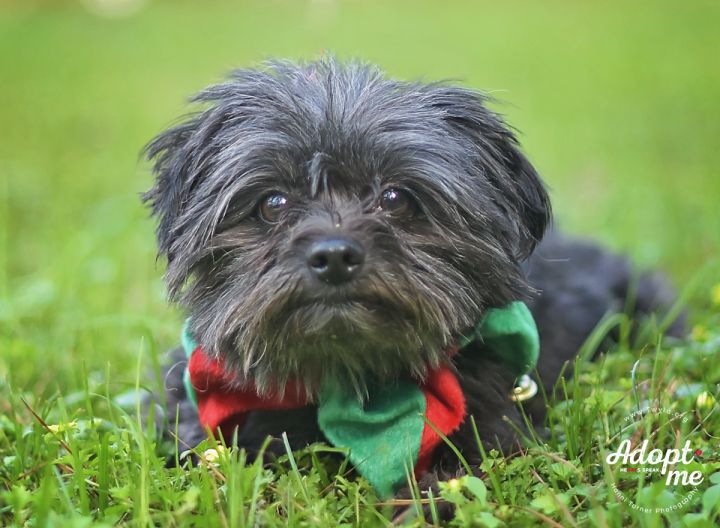 Teddy, an adopted Yorkshire Terrier & Miniature Schnauzer Mix in Kingwood, TX_image-1
