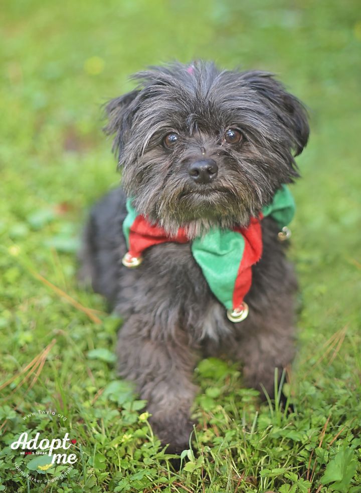 Teddy, an adopted Yorkshire Terrier & Miniature Schnauzer Mix in Kingwood, TX_image-2