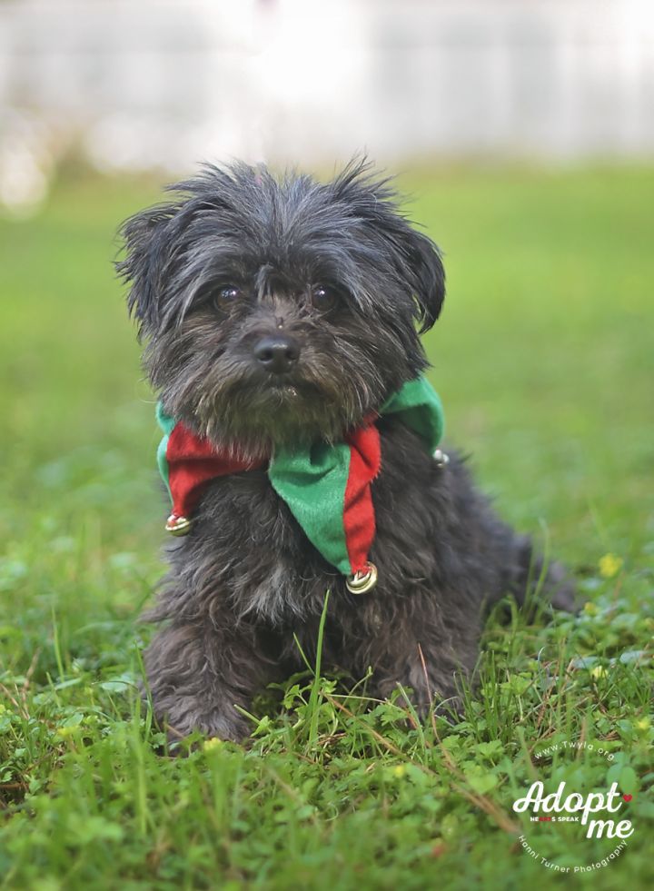 Teddy, an adopted Yorkshire Terrier & Miniature Schnauzer Mix in Kingwood, TX_image-4