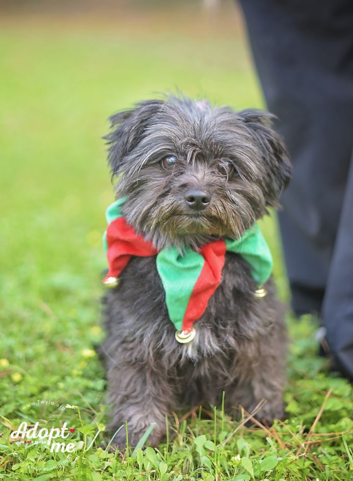 Teddy, an adopted Yorkshire Terrier & Miniature Schnauzer Mix in Kingwood, TX_image-5