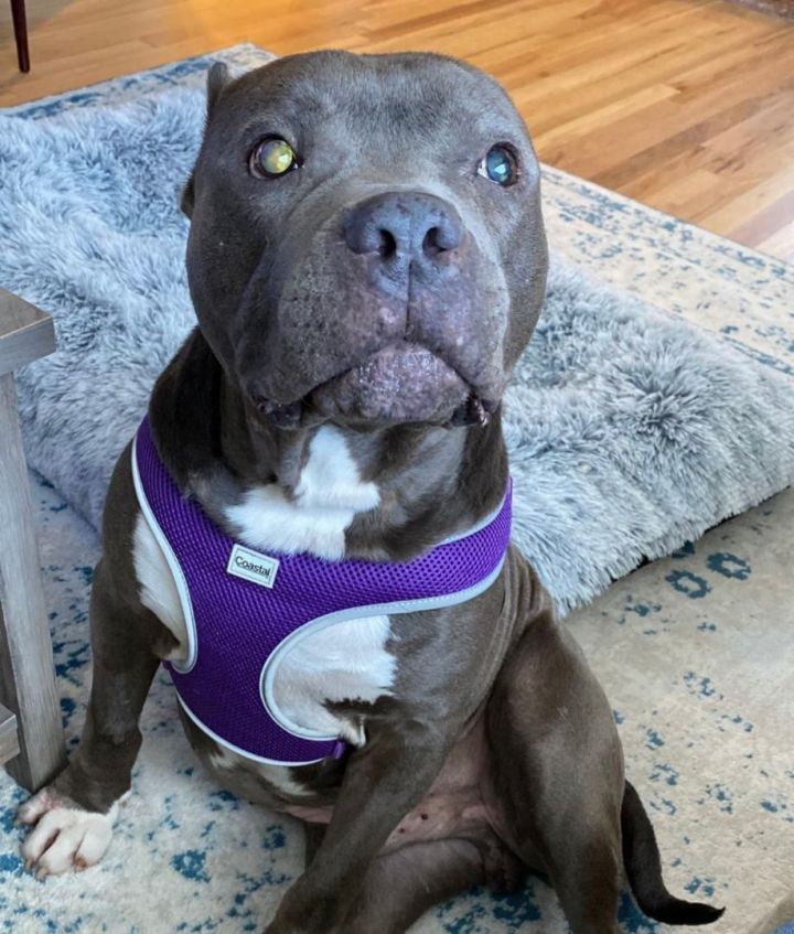 Dog for adoption Teddy a Pit Bull Terrier in Garwood NJ