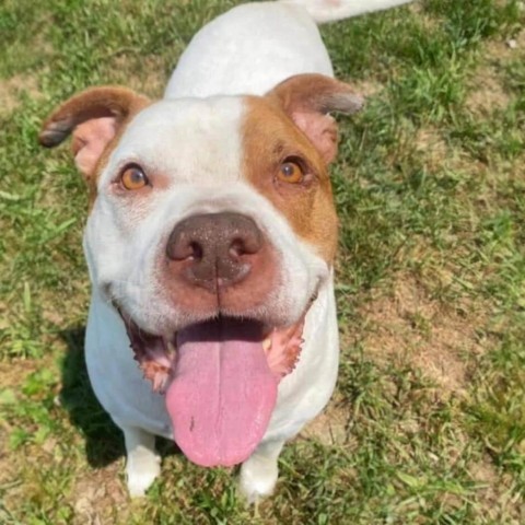 Cadillac, an adoptable Pit Bull Terrier in Spring Hill, KS, 66083 | Photo Image 1