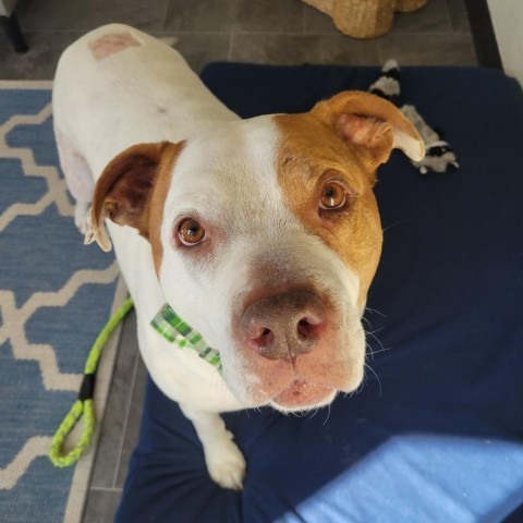 Cadillac, an adoptable Pit Bull Terrier in Spring Hill, KS, 66083 | Photo Image 1