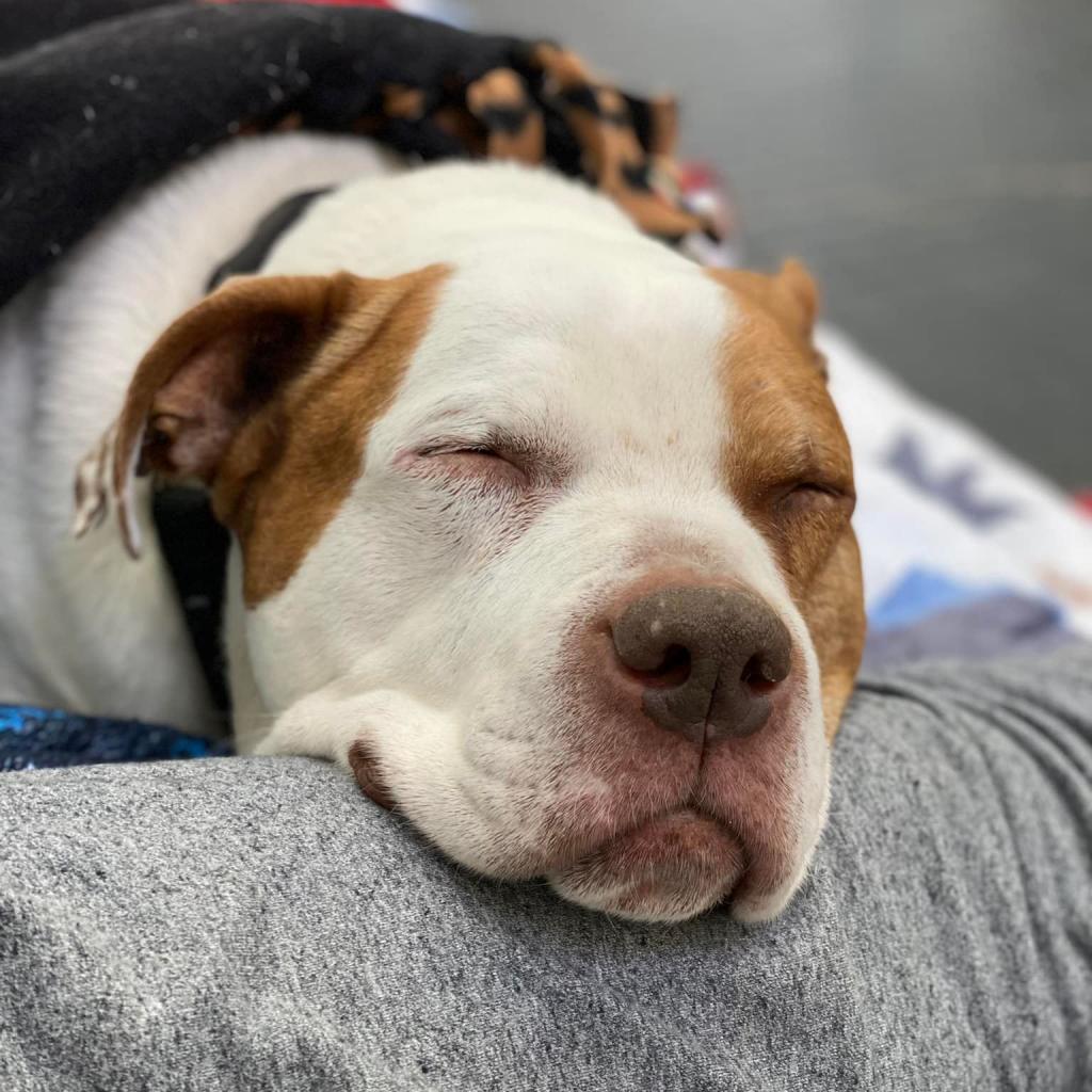 Cadillac, an adoptable Pit Bull Terrier in Spring Hill, KS, 66083 | Photo Image 1