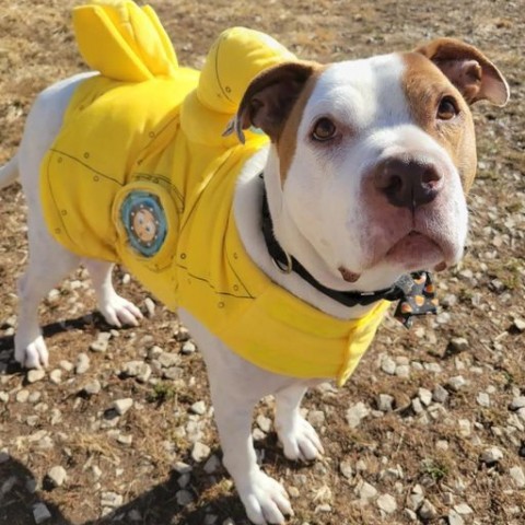 Cadillac, an adoptable Pit Bull Terrier in Spring Hill, KS, 66083 | Photo Image 2