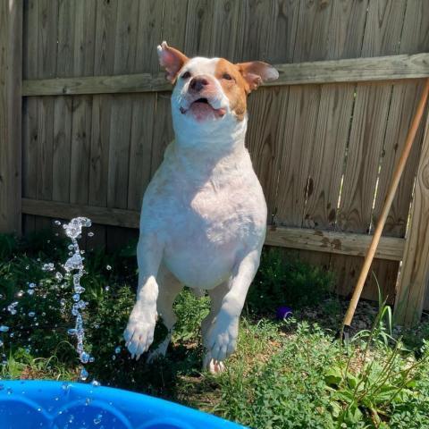 Cadillac, an adoptable Pit Bull Terrier in Spring Hill, KS, 66083 | Photo Image 2