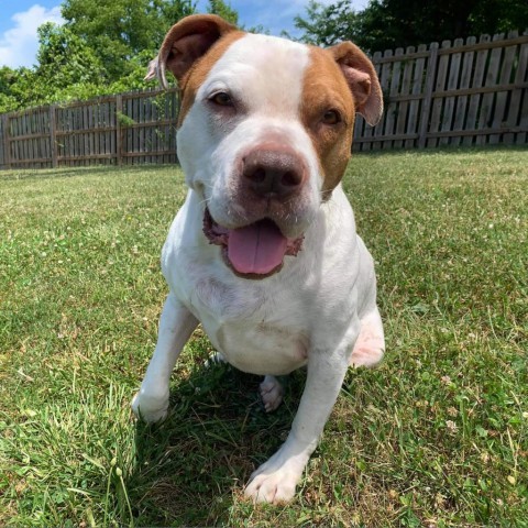 Cadillac, an adoptable Pit Bull Terrier in Spring Hill, KS, 66083 | Photo Image 2