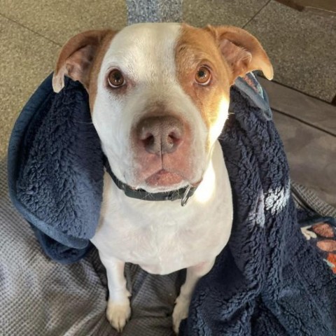 Cadillac, an adoptable Pit Bull Terrier in Spring Hill, KS, 66083 | Photo Image 3