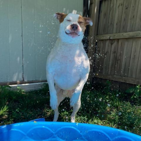 Cadillac, an adoptable Pit Bull Terrier in Spring Hill, KS, 66083 | Photo Image 3