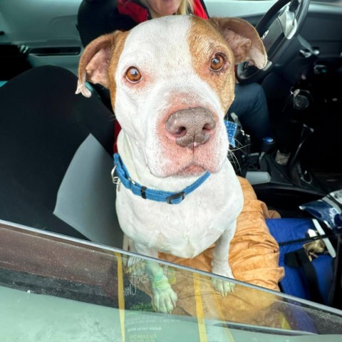 Cadillac, an adoptable Pit Bull Terrier in Spring Hill, KS, 66083 | Photo Image 3