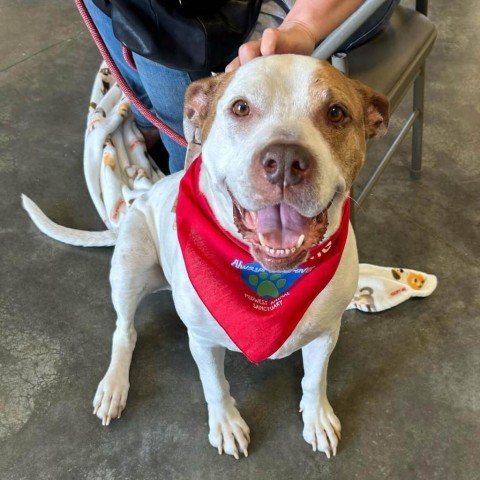 Cadillac, an adoptable Pit Bull Terrier in Spring Hill, KS, 66083 | Photo Image 3