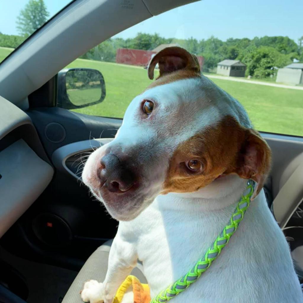 Cadillac, an adoptable Pit Bull Terrier in Spring Hill, KS, 66083 | Photo Image 3