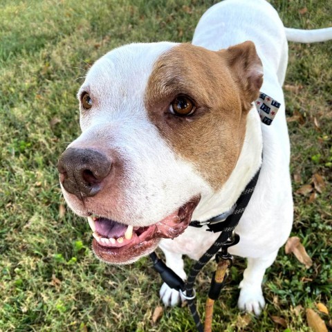 Cadillac, an adoptable Pit Bull Terrier in Spring Hill, KS, 66083 | Photo Image 4