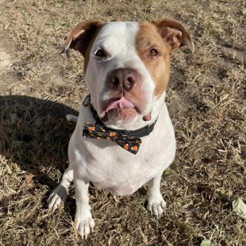 Cadillac, an adoptable Pit Bull Terrier in Spring Hill, KS, 66083 | Photo Image 5