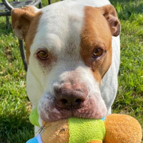 Cadillac, an adoptable Pit Bull Terrier in Spring Hill, KS, 66083 | Photo Image 6