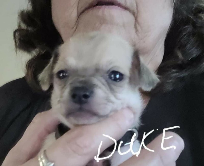 Duke (belle's puppy)