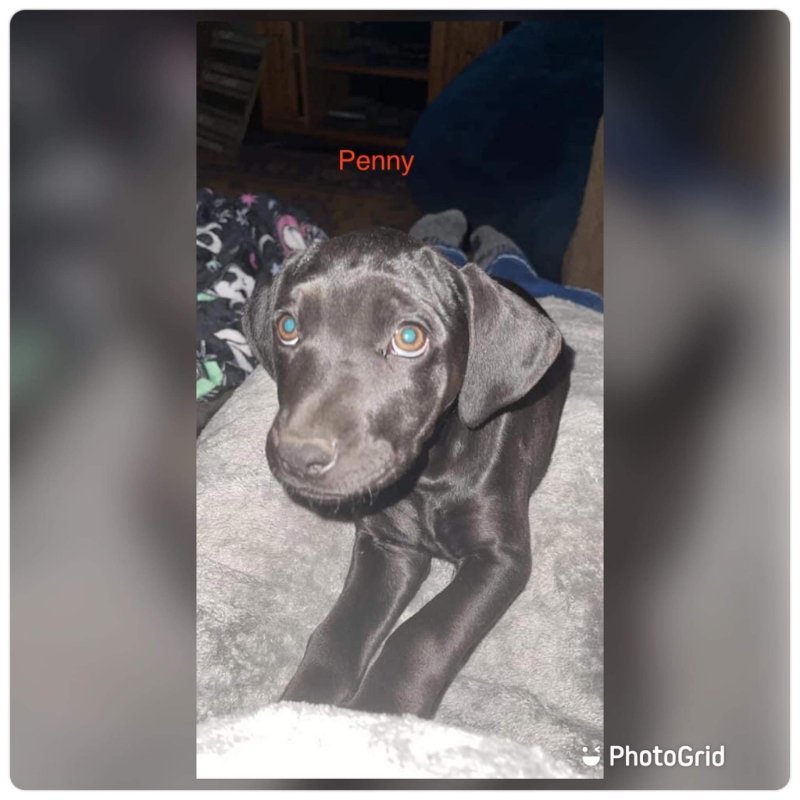 Penny, an adoptable Labrador Retriever in Clifton, TX, 76634 | Photo Image 1