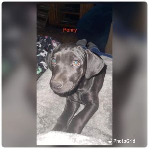 Penny, Baby Female unknown