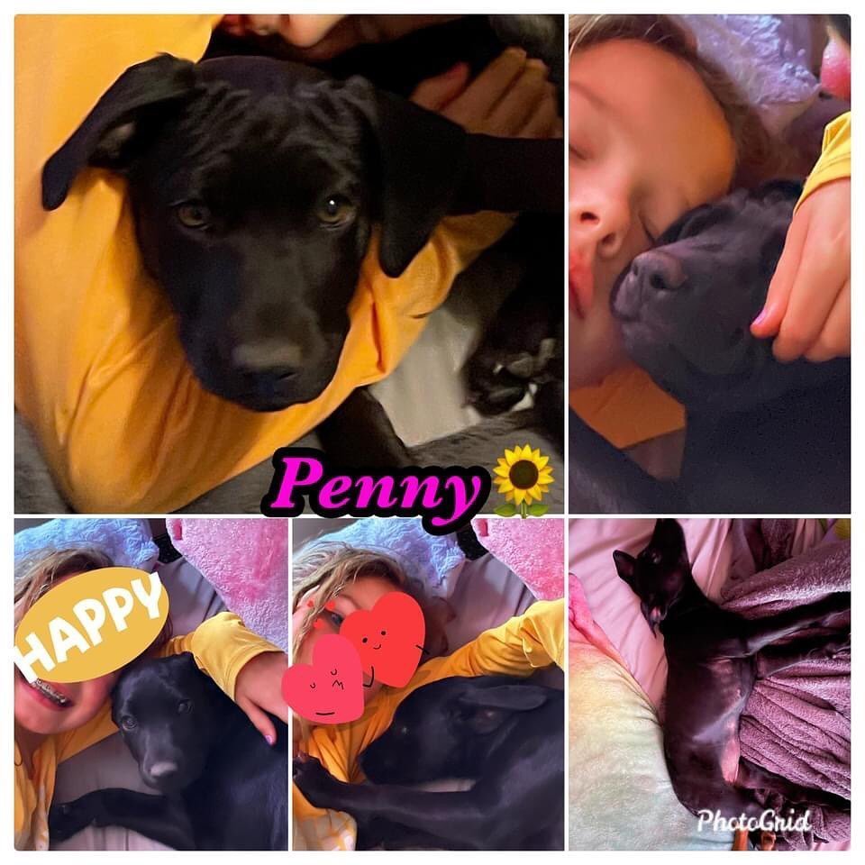 Penny, an adoptable Labrador Retriever in Clifton, TX, 76634 | Photo Image 2