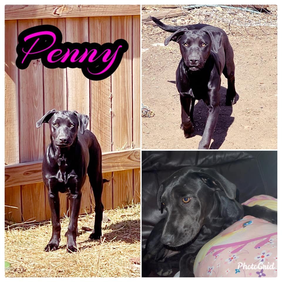 Penny, an adoptable Labrador Retriever in Clifton, TX, 76634 | Photo Image 3