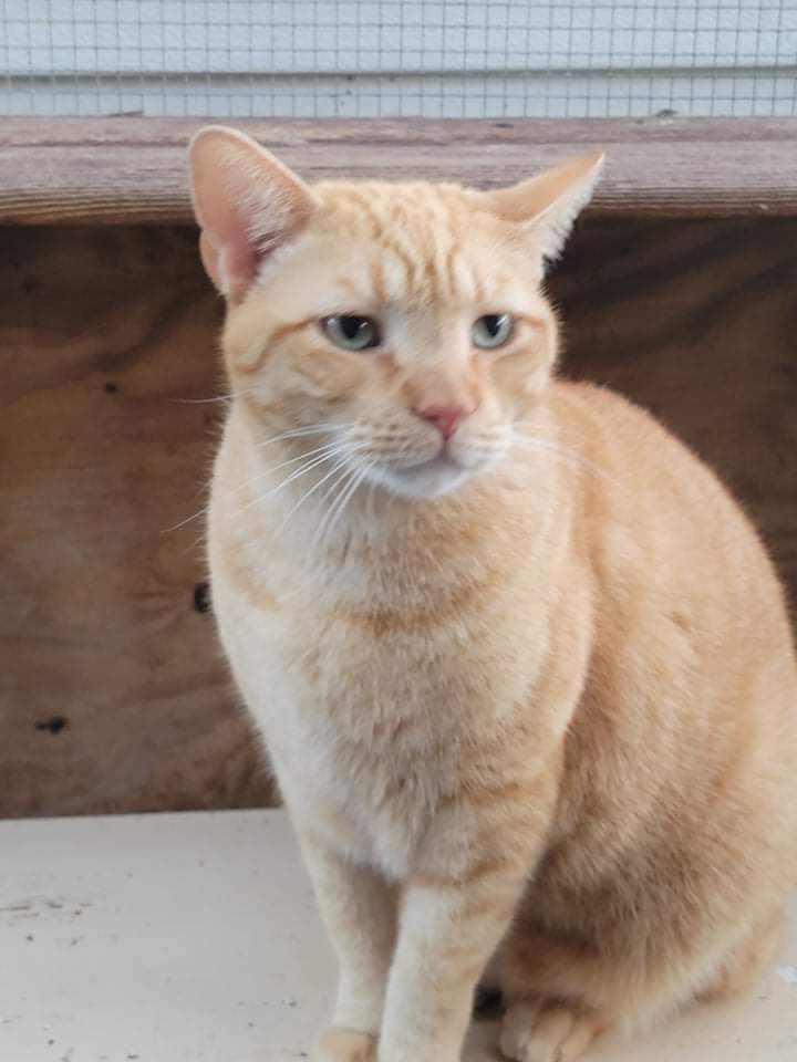 Pat, an adoptable Domestic Short Hair in Land O Lakes, FL, 34639 | Photo Image 1