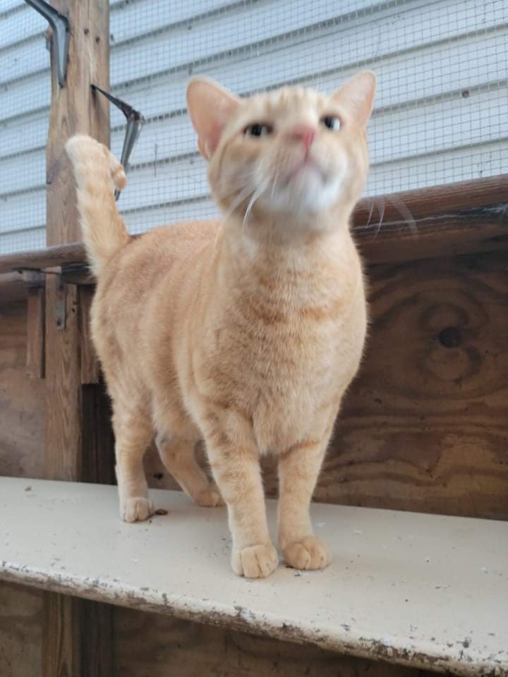 Pat, an adoptable Domestic Short Hair in Land O Lakes, FL, 34639 | Photo Image 2