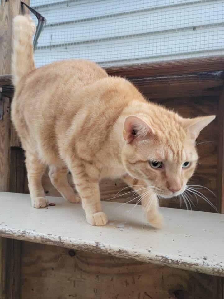 Pat, an adoptable Domestic Short Hair in Land O Lakes, FL, 34639 | Photo Image 3