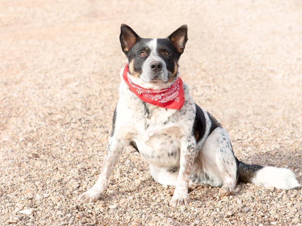 Spotty, an adoptable Australian Cattle Dog / Blue Heeler in Hot Springs, SD, 57747 | Photo Image 1