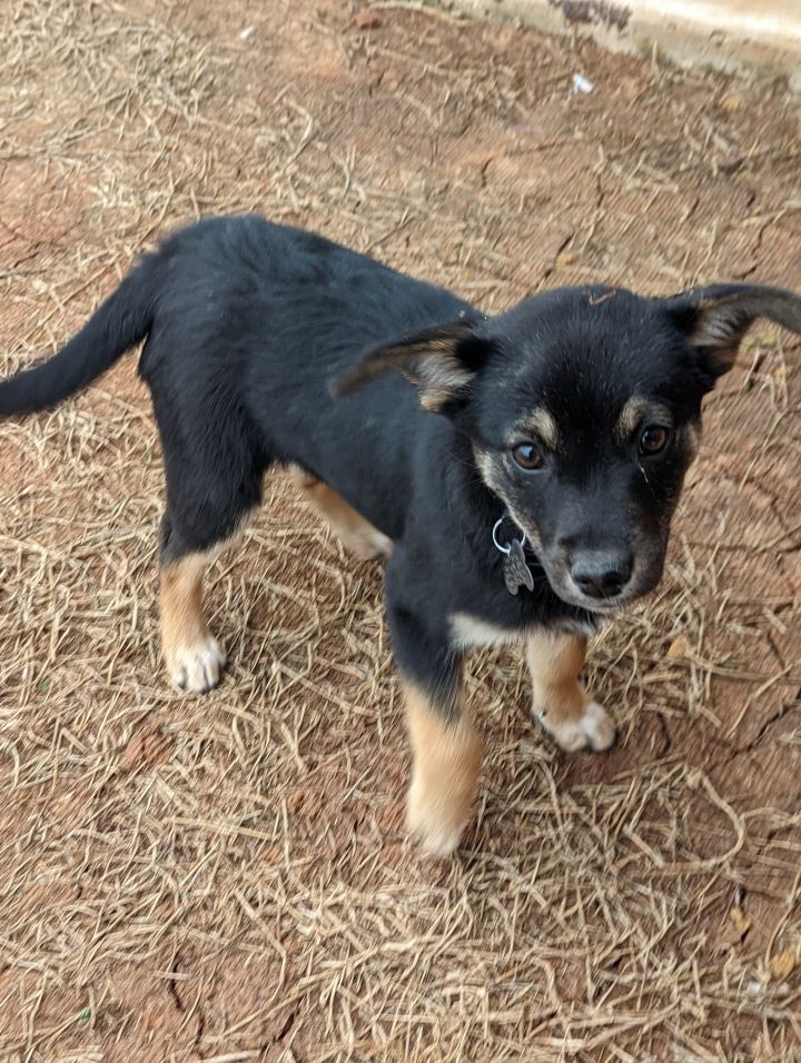 Missy, an adopted Labrador Retriever & Australian Shepherd Mix in Oklahoma City, OK_image-3