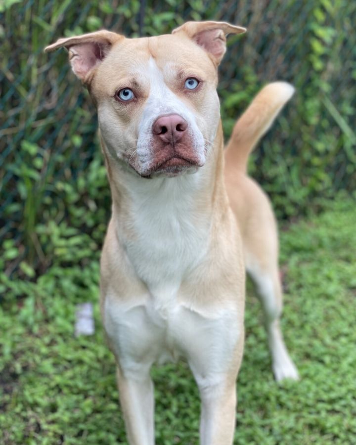 Tak Vejrtrækning bunker Dog for adoption - S/C Jason Todd, a Husky & American Bulldog Mix in North  Miami Beach, FL | Petfinder