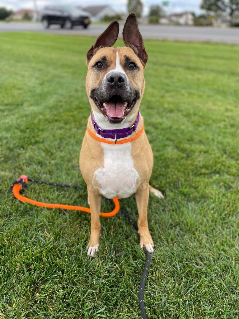 Theo, an adoptable Shepherd, Great Dane in Liverpool, NY, 13088 | Photo Image 1