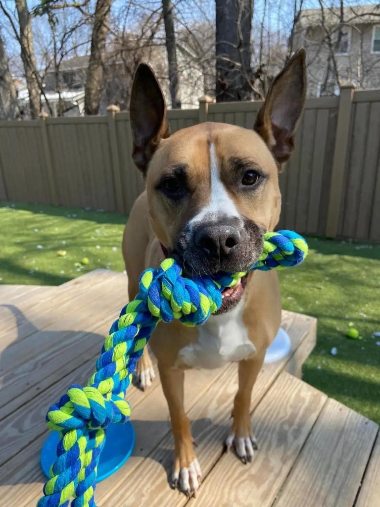 Theo, an adoptable Shepherd, Great Dane in Liverpool, NY, 13088 | Photo Image 3