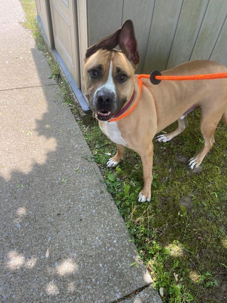 Theo, an adoptable Shepherd, Great Dane in Liverpool, NY, 13088 | Photo Image 4