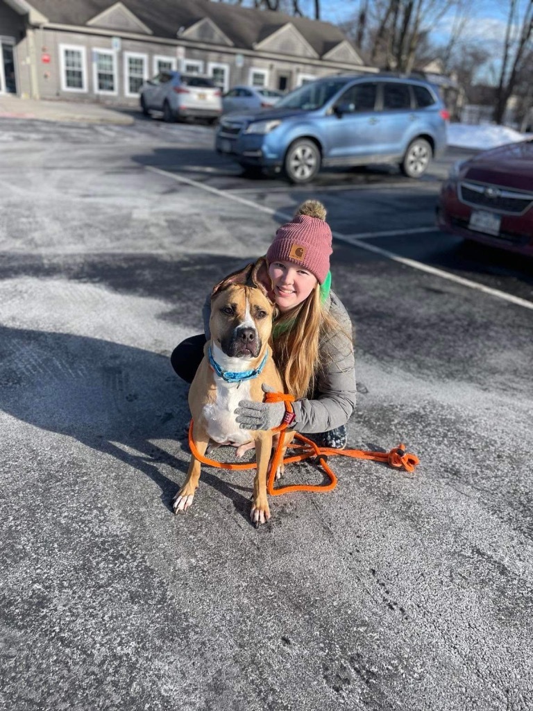 Theo, an adoptable Shepherd, Great Dane in Liverpool, NY, 13088 | Photo Image 6