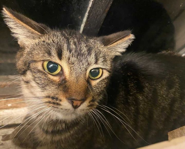 Spicy, an adoptable Tabby & Domestic Short Hair Mix in Los Angeles, CA_image-1