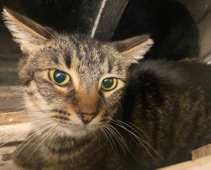 DOB 42019 Spicy is a beautiful petite feline who needs a load of TLC She is scared and needs a