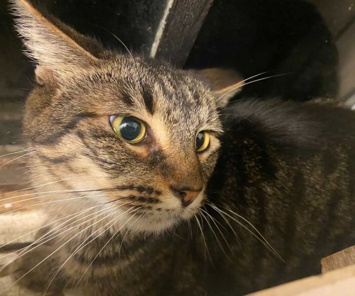 Spicy, an adoptable Tabby & Domestic Short Hair Mix in Los Angeles, CA_image-3