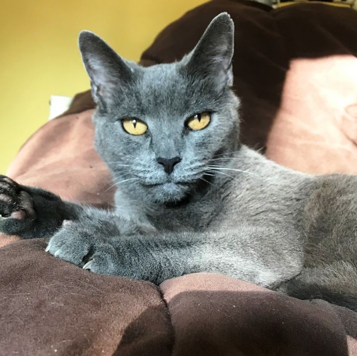 Blue Bell, an adopted Russian Blue in Pasadena, CA_image-1