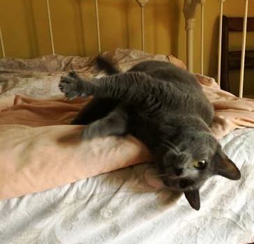 Blue Bell, an adopted Russian Blue in Pasadena, CA_image-2