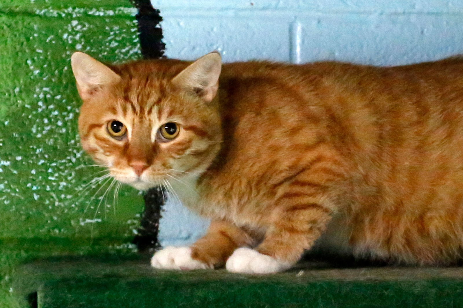 Oscar, an adoptable Domestic Short Hair in Stafford, VA, 22554 | Photo Image 1