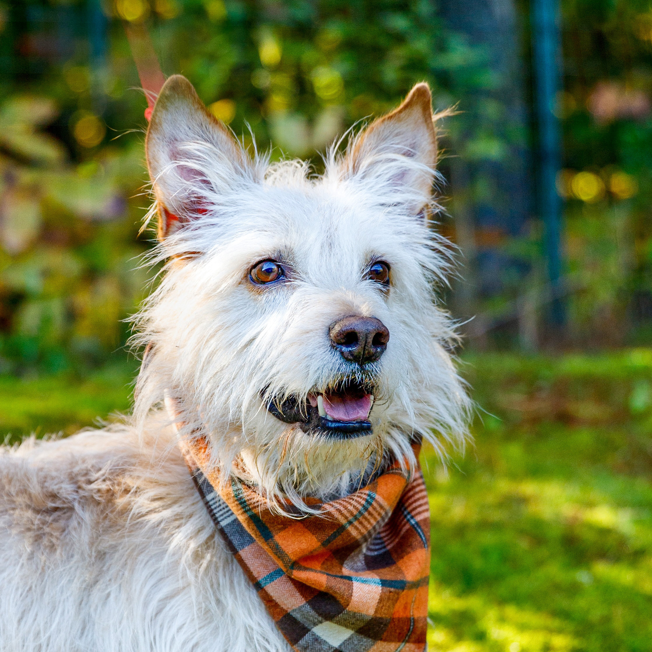 Shaggy, an adoptable Portuguese Podengo in Swanzey, NH, 03446 | Photo Image 1