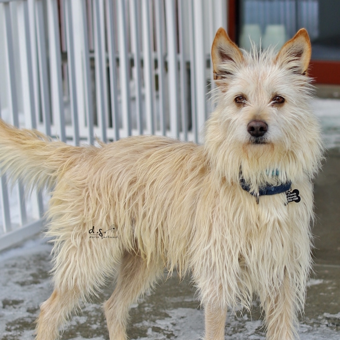 Shaggy, an adoptable Portuguese Podengo in Swanzey, NH, 03446 | Photo Image 2