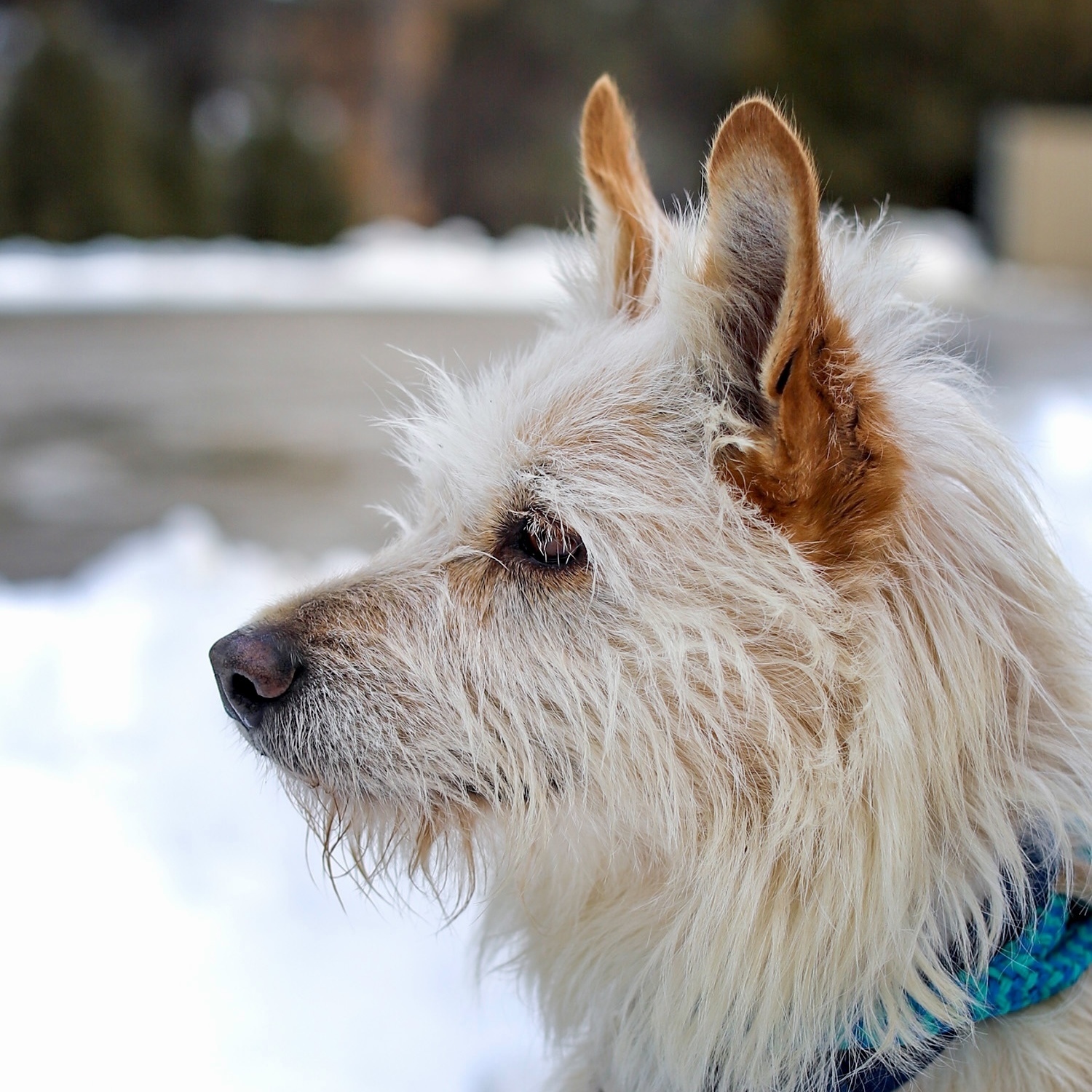 Shaggy, an adoptable Portuguese Podengo in Swanzey, NH, 03446 | Photo Image 3