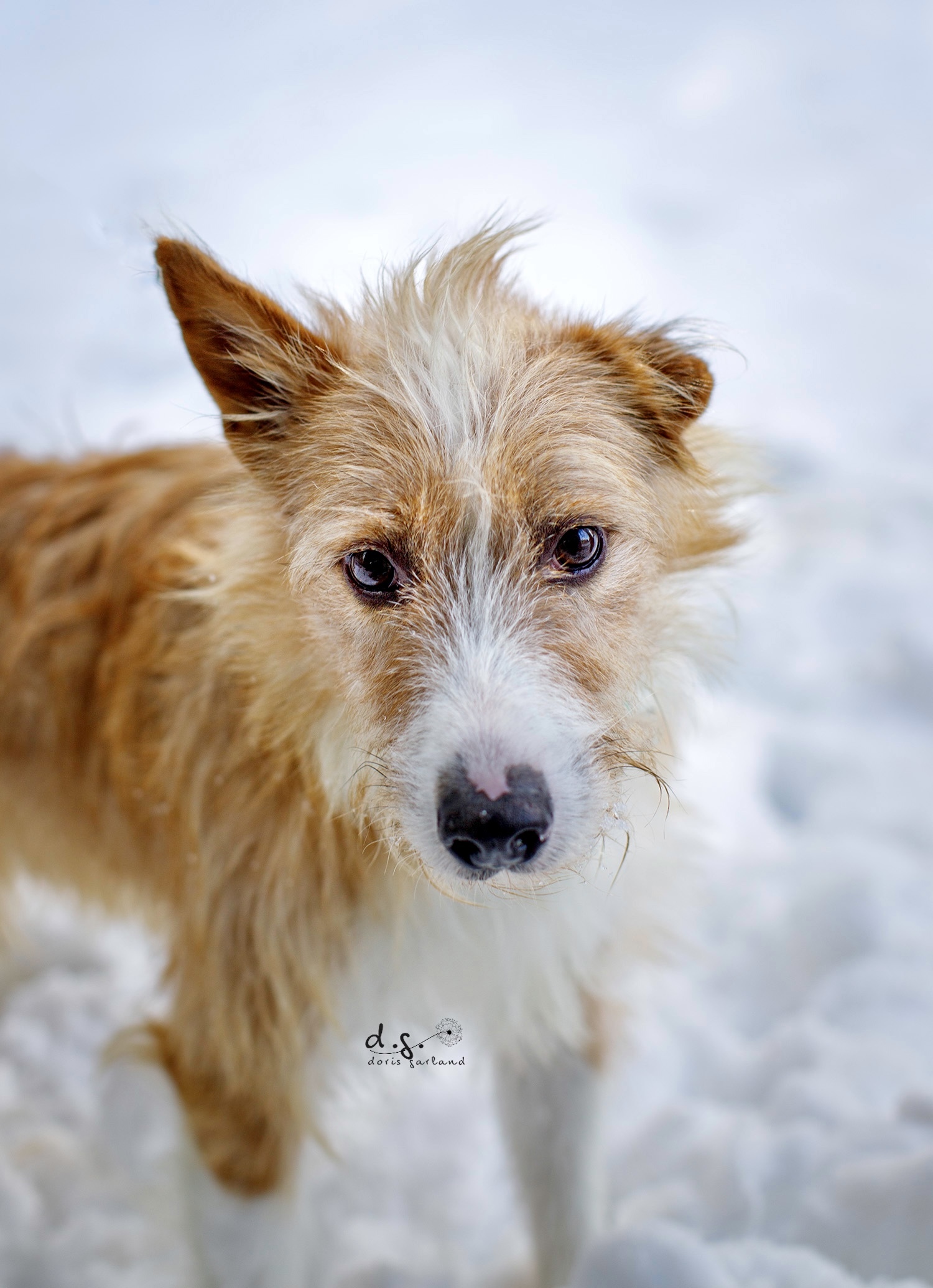 Scooby, an adoptable Portuguese Podengo in Swanzey, NH, 03446 | Photo Image 2