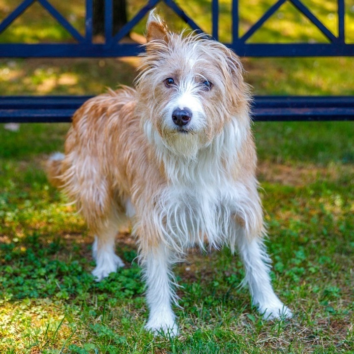 Scooby, an adoptable Portuguese Podengo in Swanzey, NH, 03446 | Photo Image 3